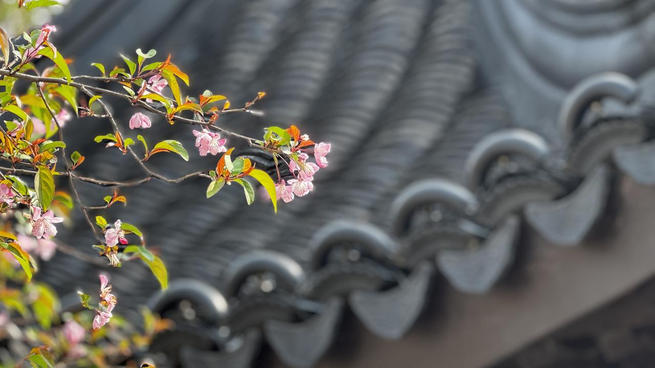 分享一张你最近随拍的照片瓦楞绵延，海棠缀顶，素瓦繁花，静美如画。