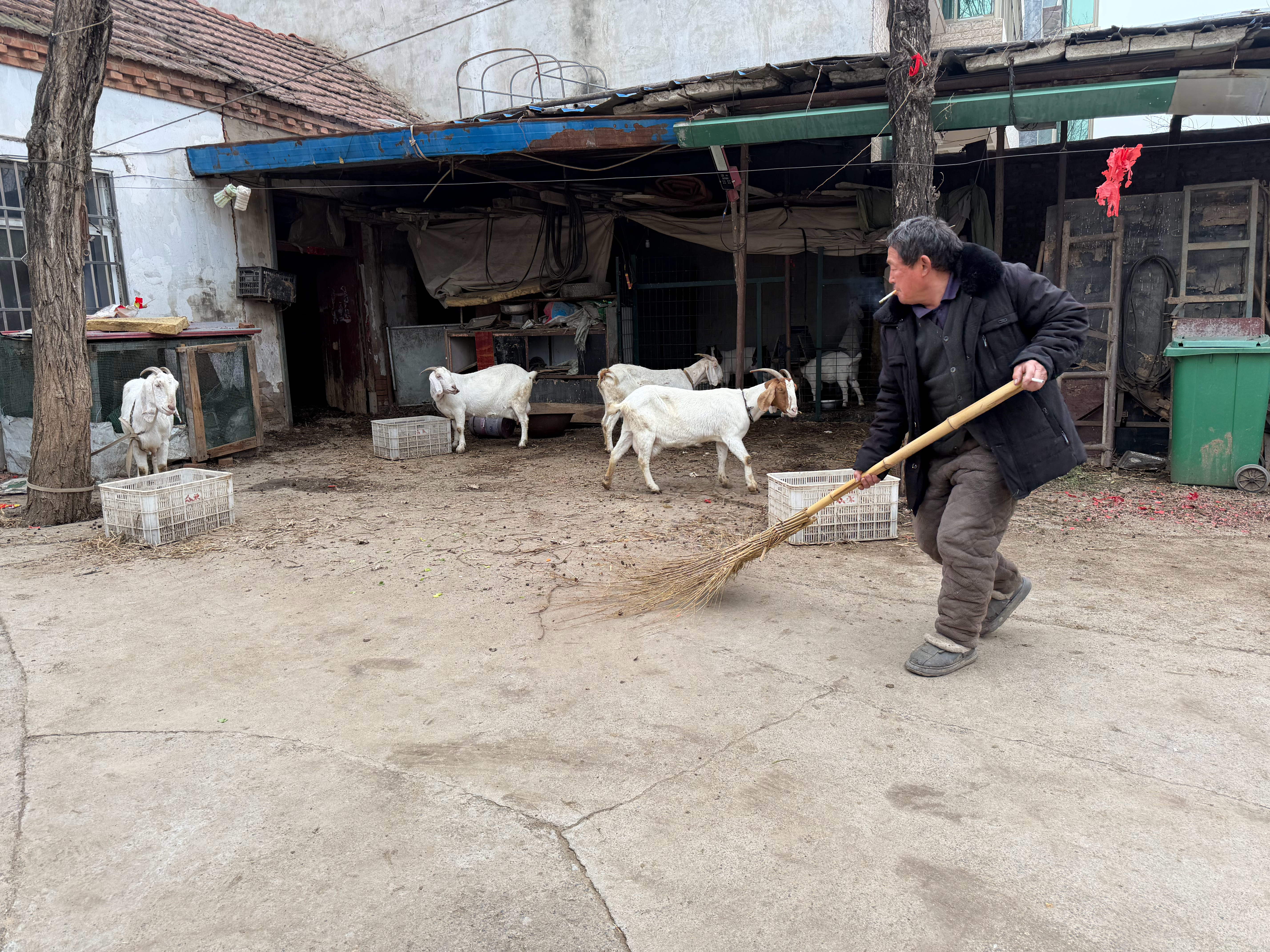 岳父家的羊，行走的千元手机 