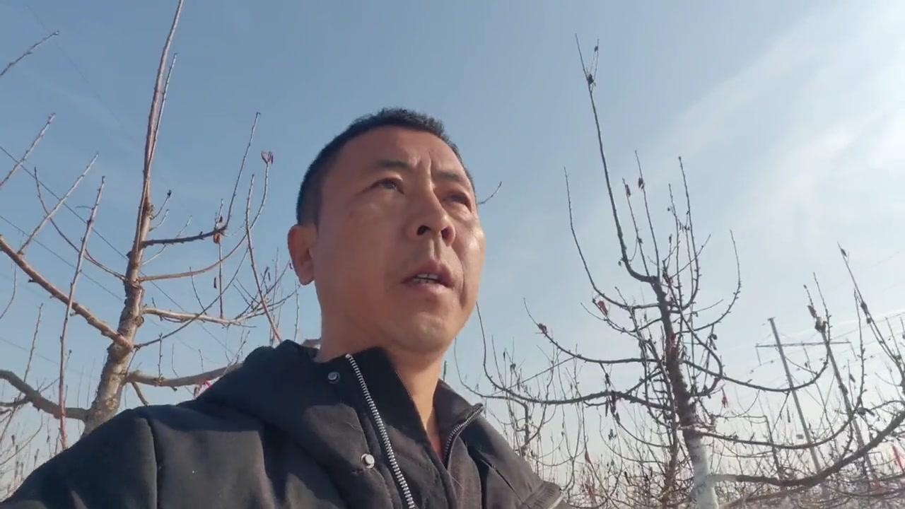 🍒早熟脆甜品种，布鲁克斯樱桃你了解吗？这个品种来自美国，1988年推出，199