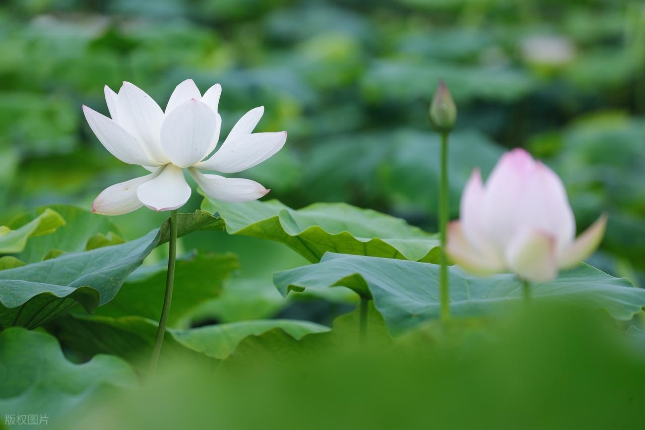 人生，很难称心，生活，很难如意，朋友不比高低，要相互真诚；穿着不比贵贱，要合身得
