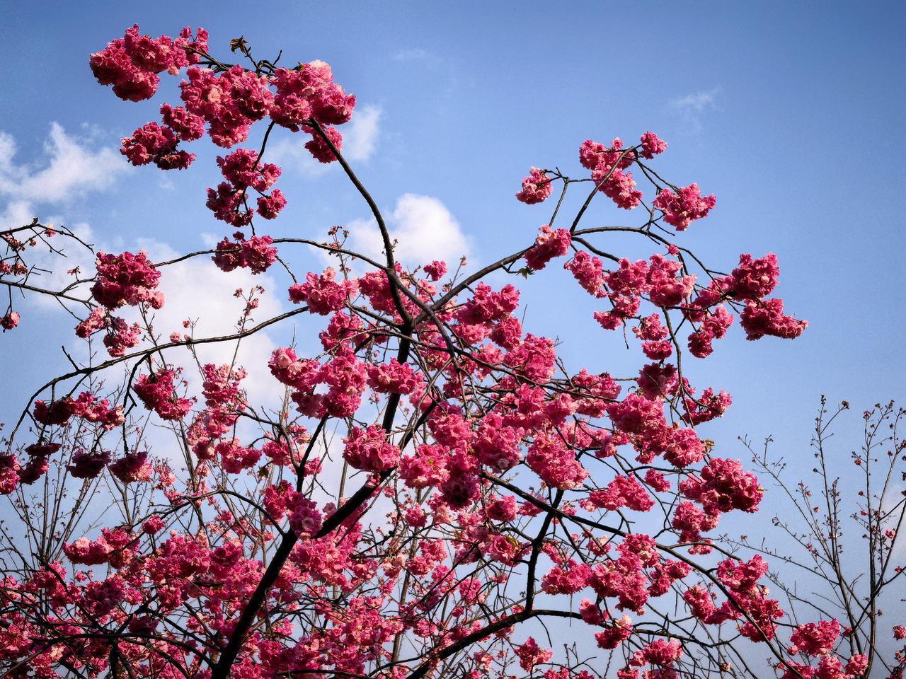 圆通山樱花潮来了！
       阳春3月，昆明赏樱胜地圆通山又吸引了众多游客前