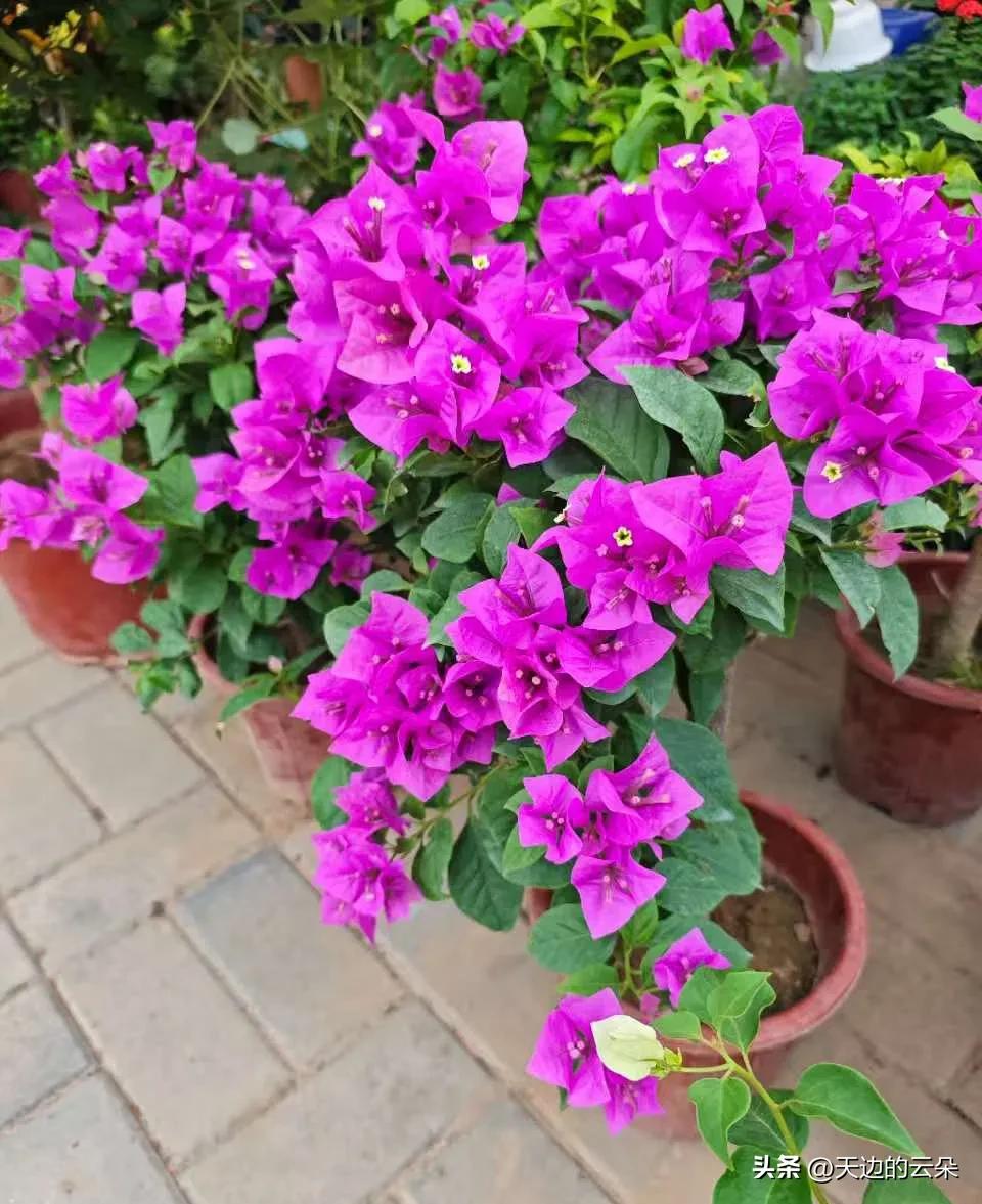 这盆三角梅也太争气了！

深紫色的花团挤得满满当当，看着就喜庆又热闹🌸。咱们平