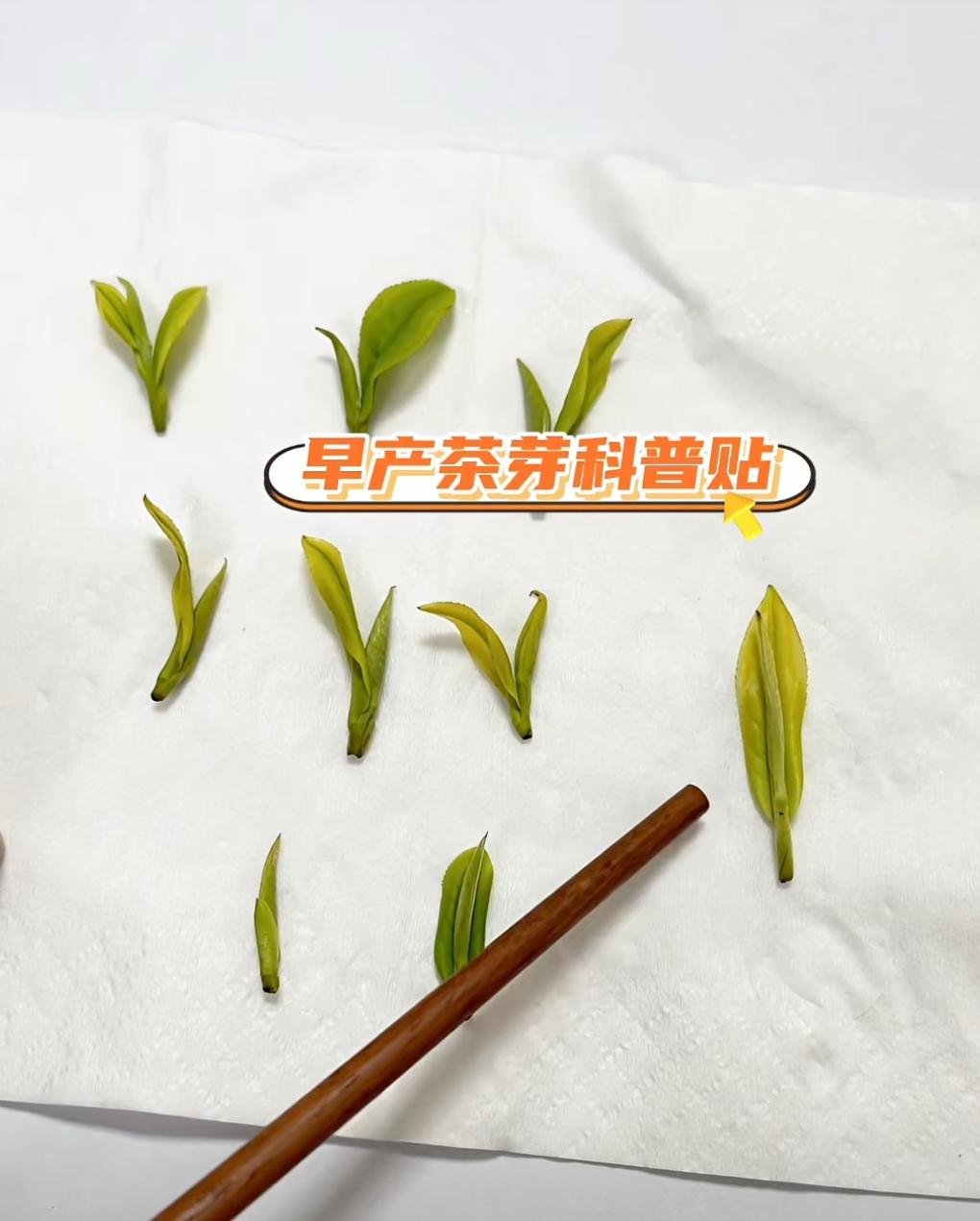 晚上看一个科普视频，茶叶也有打催芽剂，又长知识了。
不会像给水果一样打催红素，催