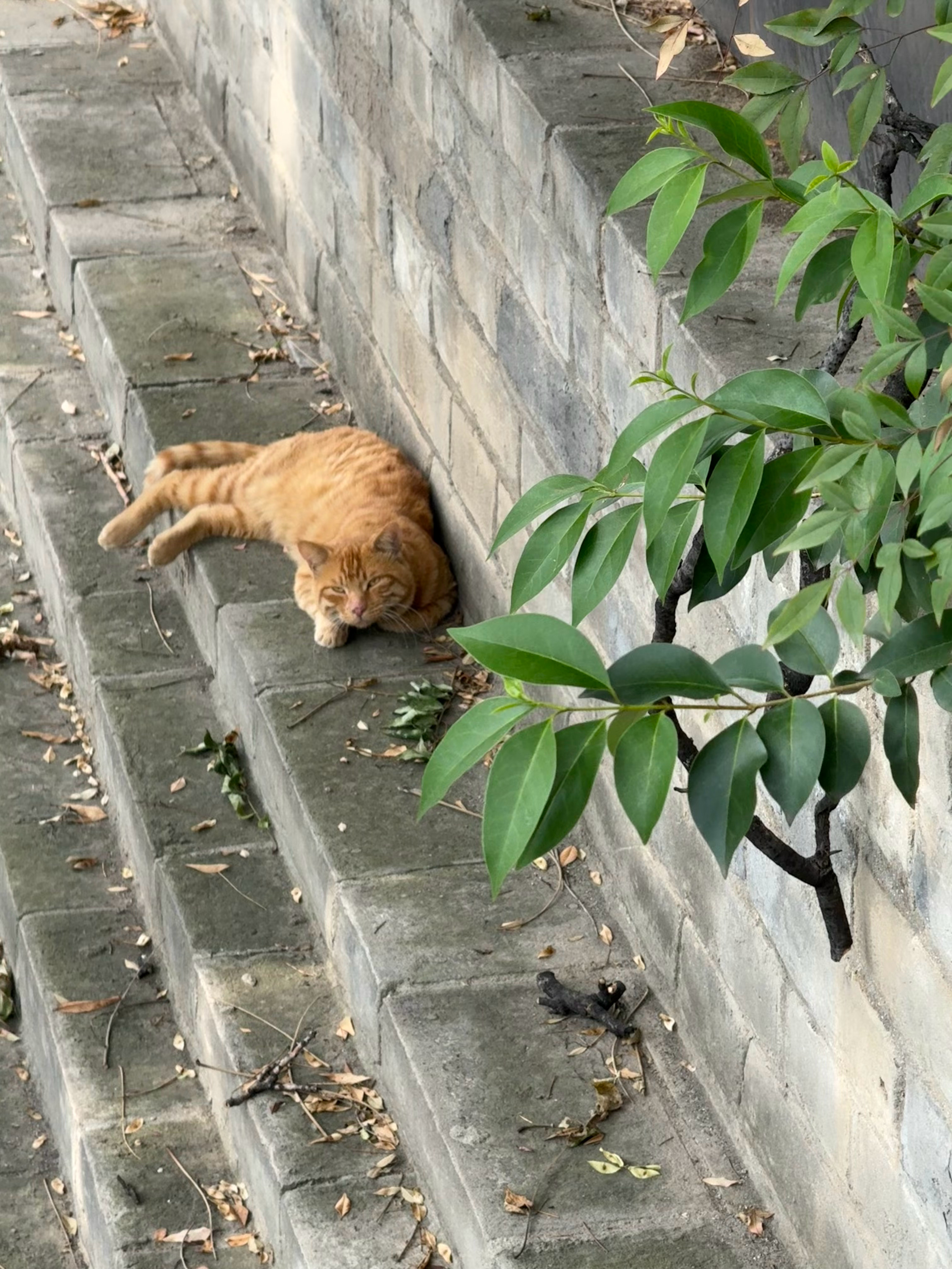 1、还要喝多少杯冰美式才能过完这个夏天2、猫猫远远地看就很可爱，挨着你的话就会有
