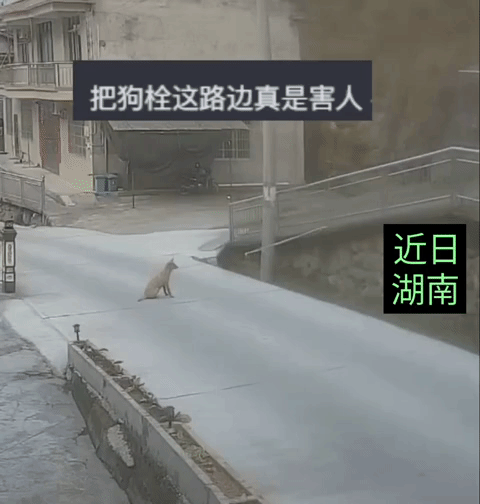 这种情况应该狗主人全责吧？小狗狗被主人拴在马路中间，经过的路人开着电瓶车，没看到