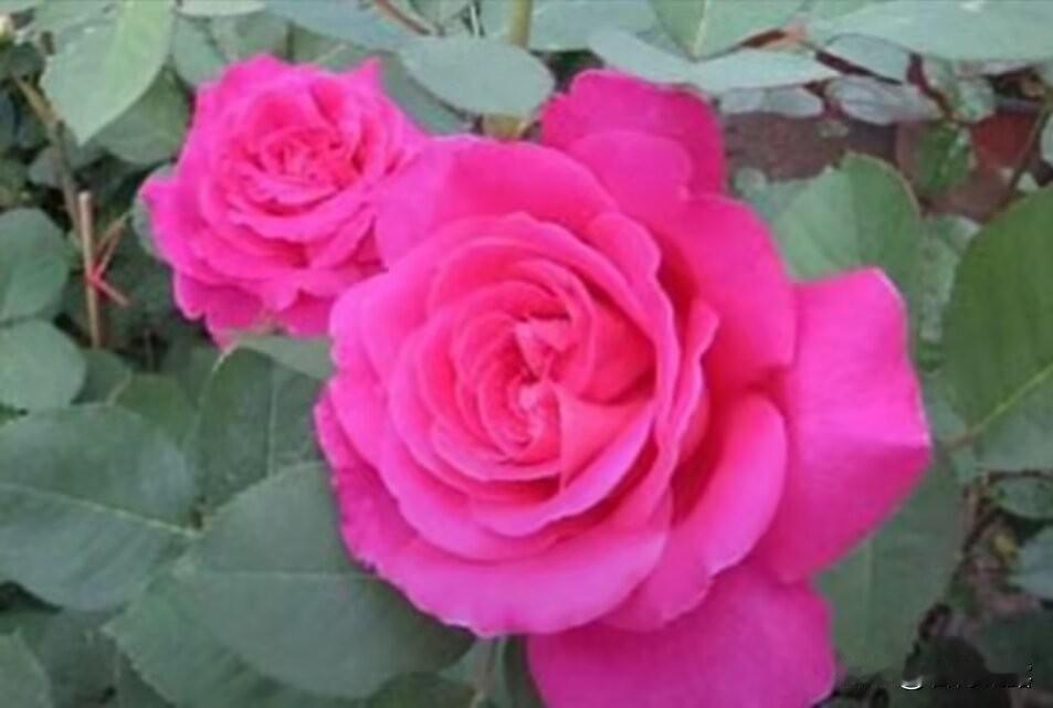 记得上初中的时候，妈妈给我买了一双小皮鞋，在那个年代能穿上皮鞋是一件很奢侈的事，