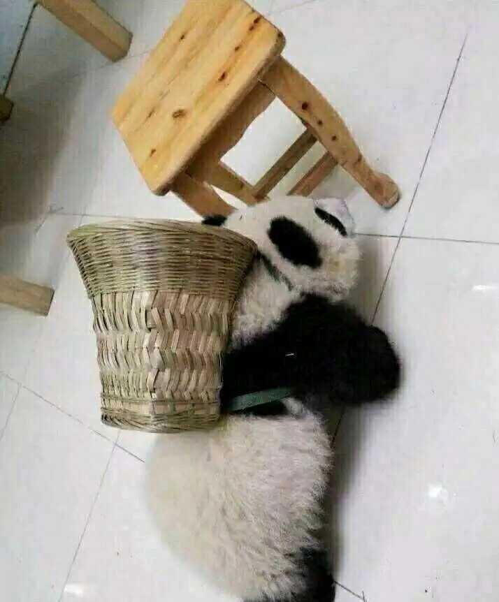 一个四川朋友送的，问一下这个好养吗？ [doge] ​搞笑 ​ ​​​