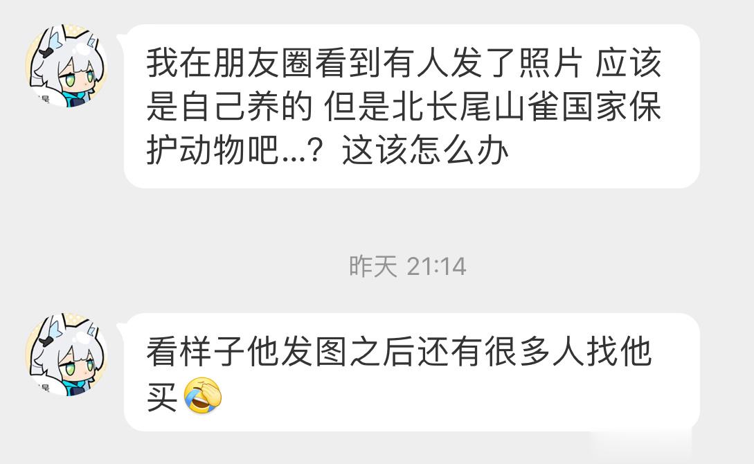 北长尾山雀又被囚禁了… 一只被出售的活体背后可能已有数十只死在了野捕的网上和运输
