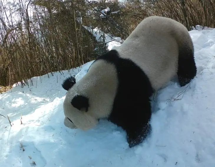 大熊猫绵阳管理分局拍到的野生大熊猫，踏雪出行，把自己照顾得很好哟～🐼 