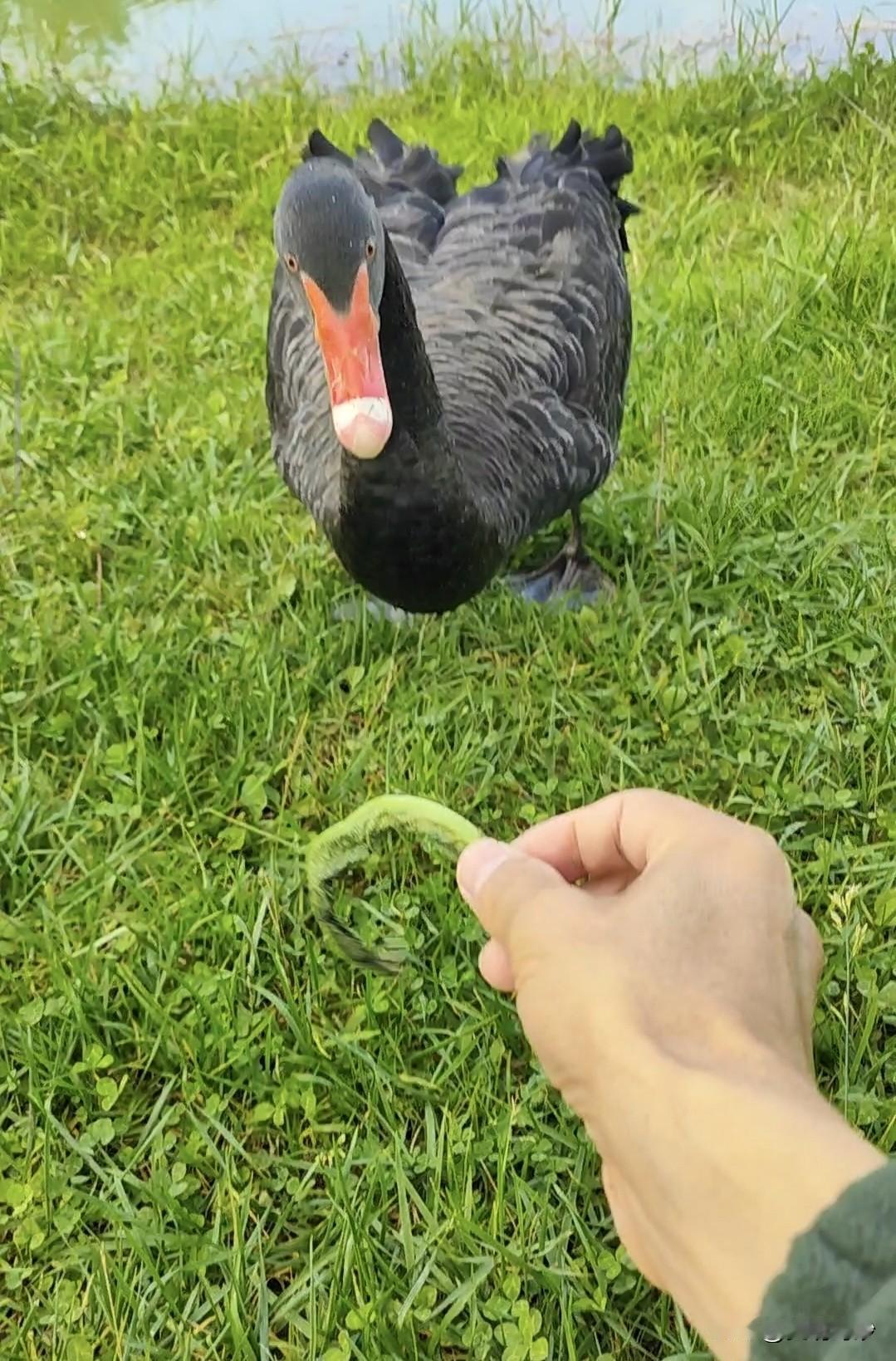 11月15日，云南弥勒旅居日志，湖泉生态园喂鹅喂鸭，遇见一只不怕人的小白鹭。

