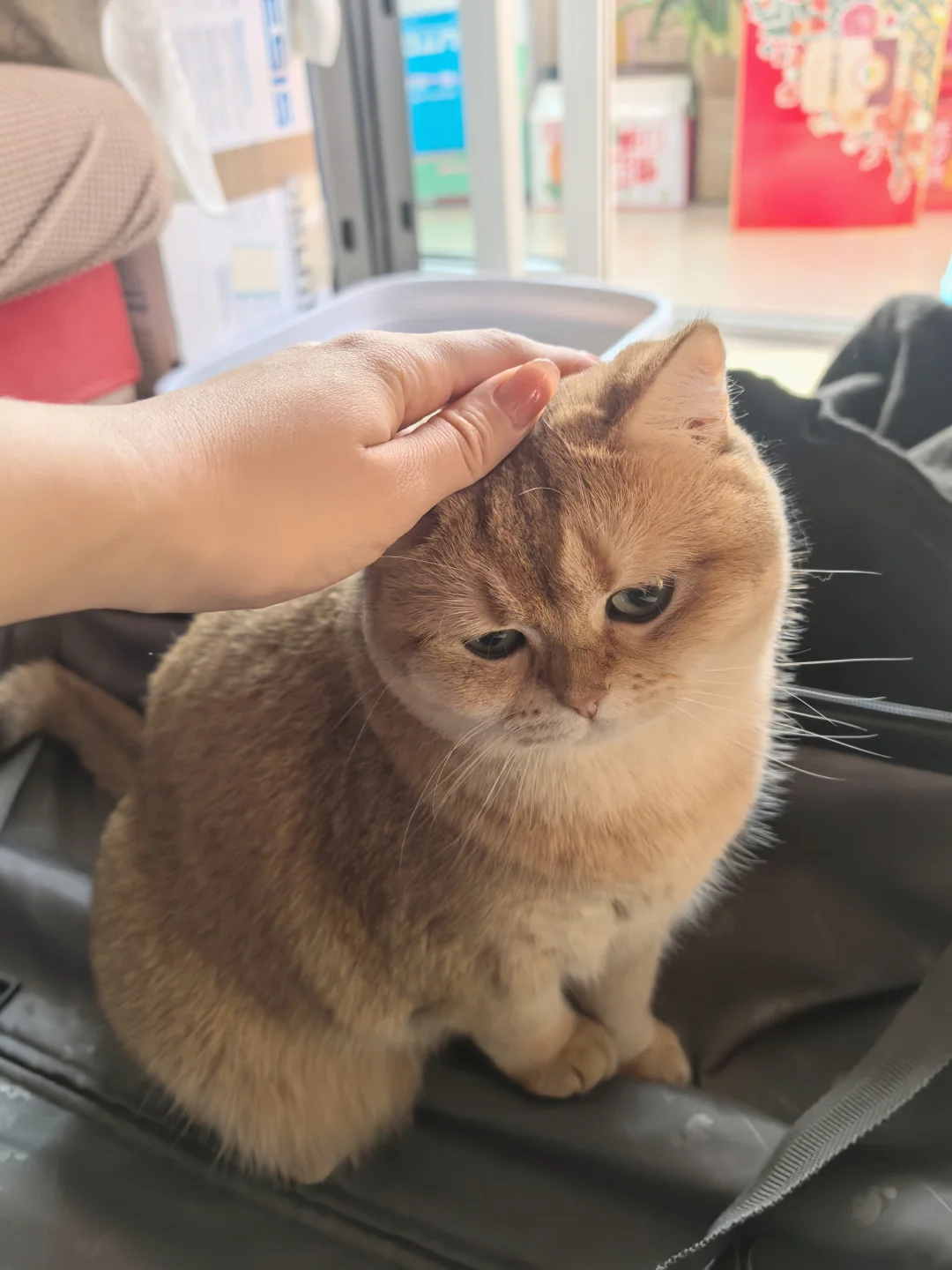 两脚兽开工第一天，独守空房咪💔