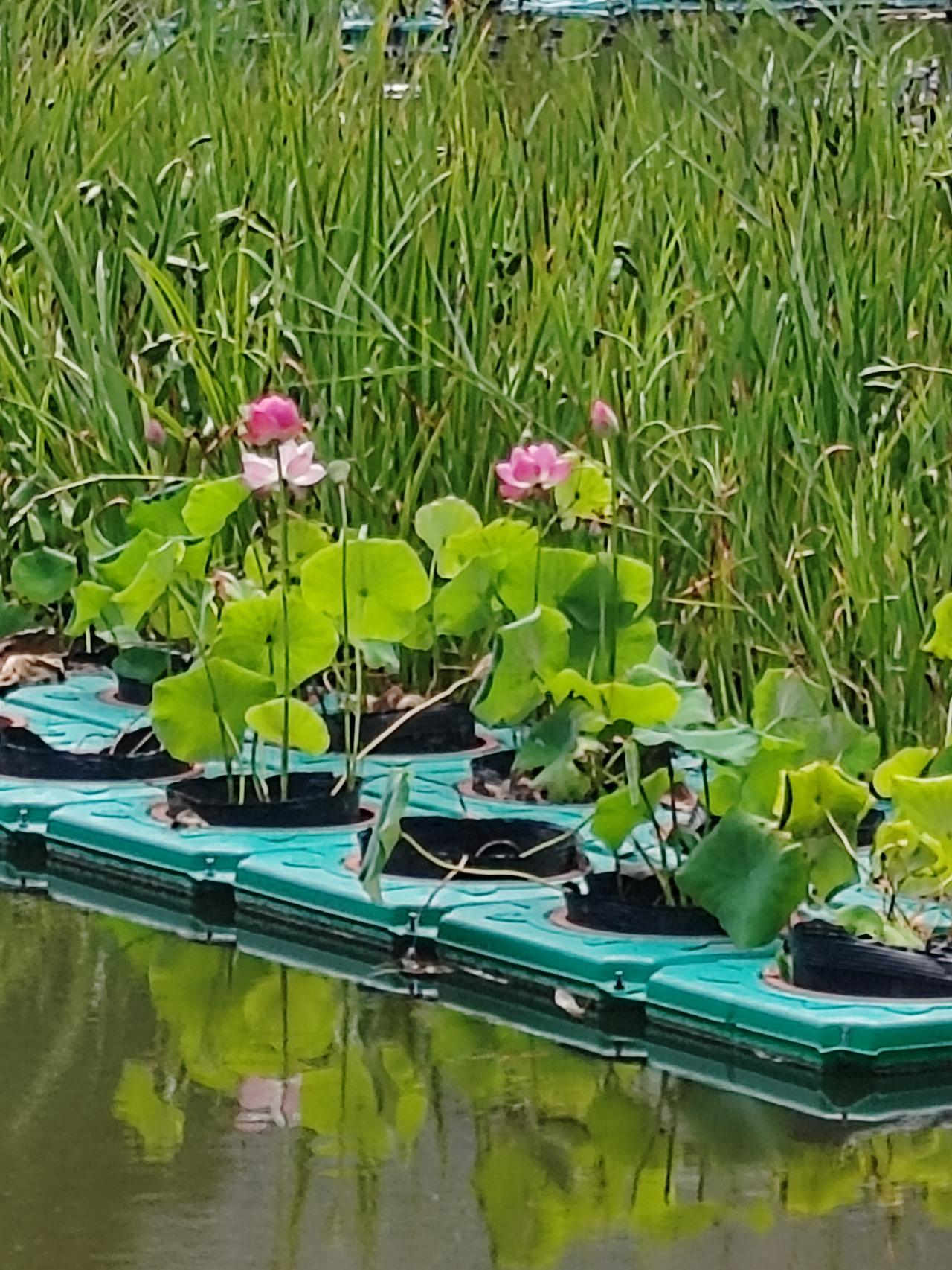 微风吹拂，千屈菜轻轻摇曳，似在诉说着夏日的柔情。细长的茎杆上，那一串串紫色的小花