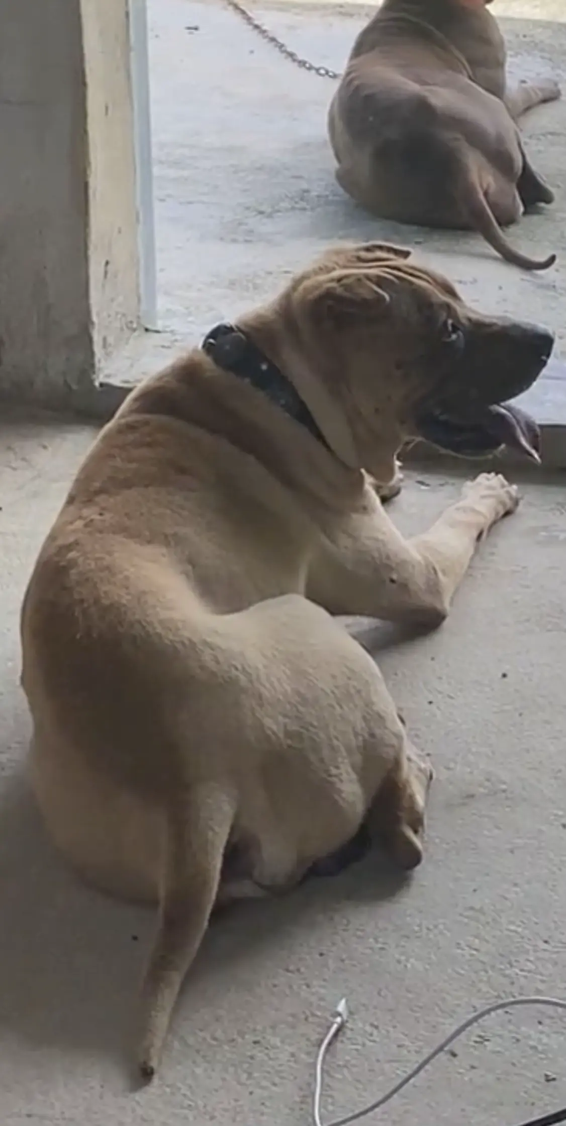 台风来袭、这体型能不能抗住14级台风