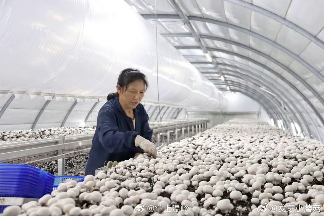 云端种地让台州温岭粮仓超有料从“面朝黄土”到“云端种地”，浙江温岭箬横镇的田间地