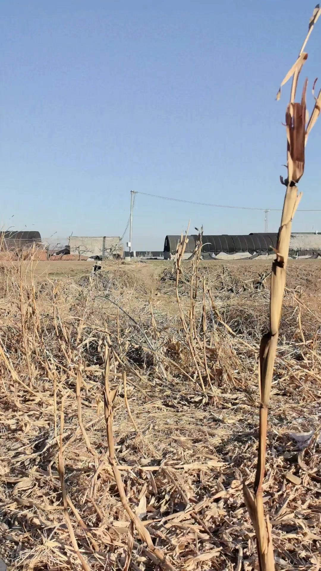 辛集泊庄竟藏着古寨沟！原来这里曾是抵御捻军的要塞，寨墙、深沟见证百年沧桑。抗战时