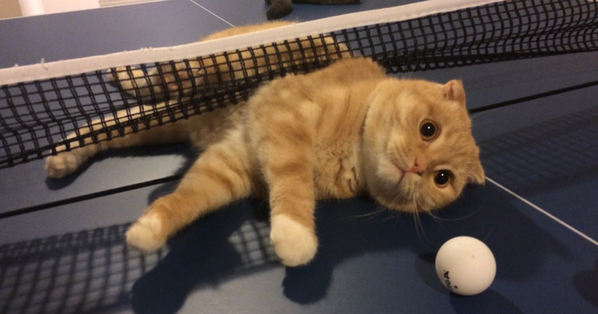 #猫猫卡集结倒计时# 乒乓猫金牌日大放送！抓紧时间，在24点前参与互动，完成指定