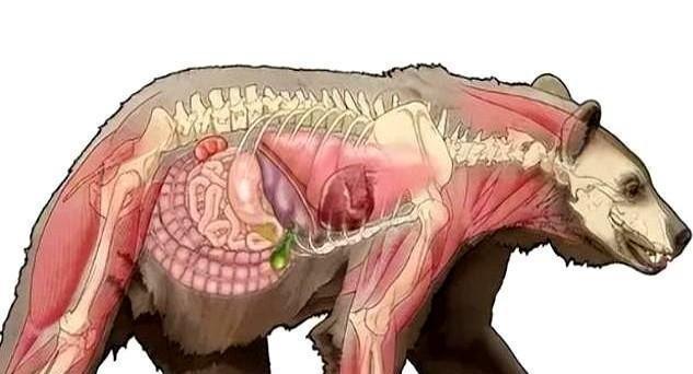 1985年，毒贩桑顿飞机失事，1500万美元的可卡因掉进森林，然后，一只黑熊把它