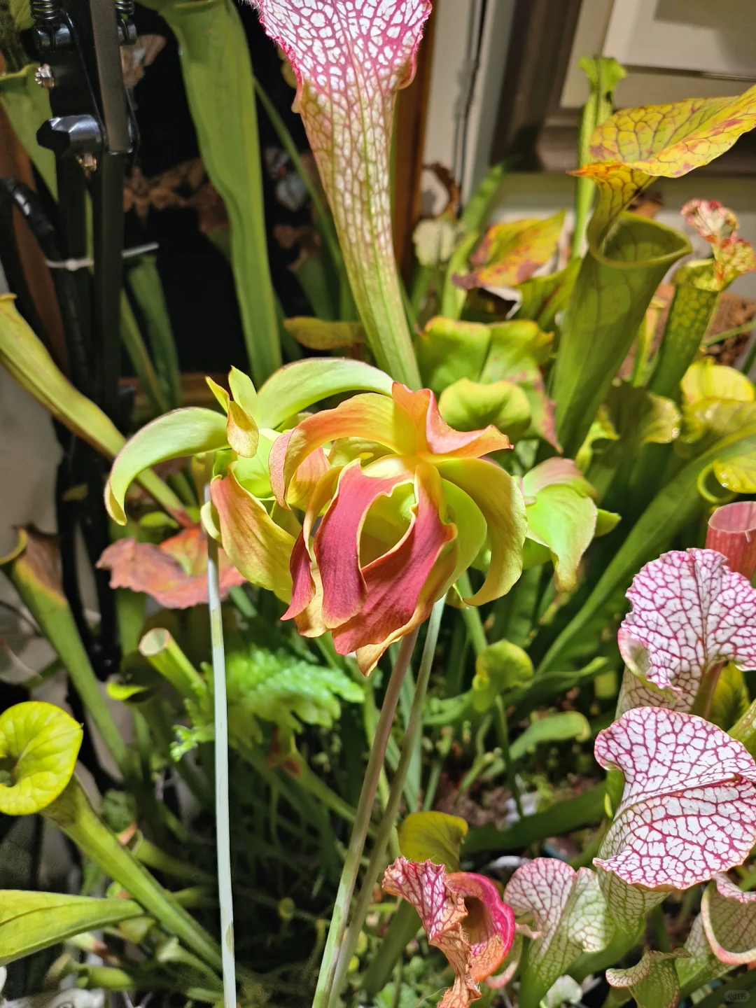 自给自足做标本