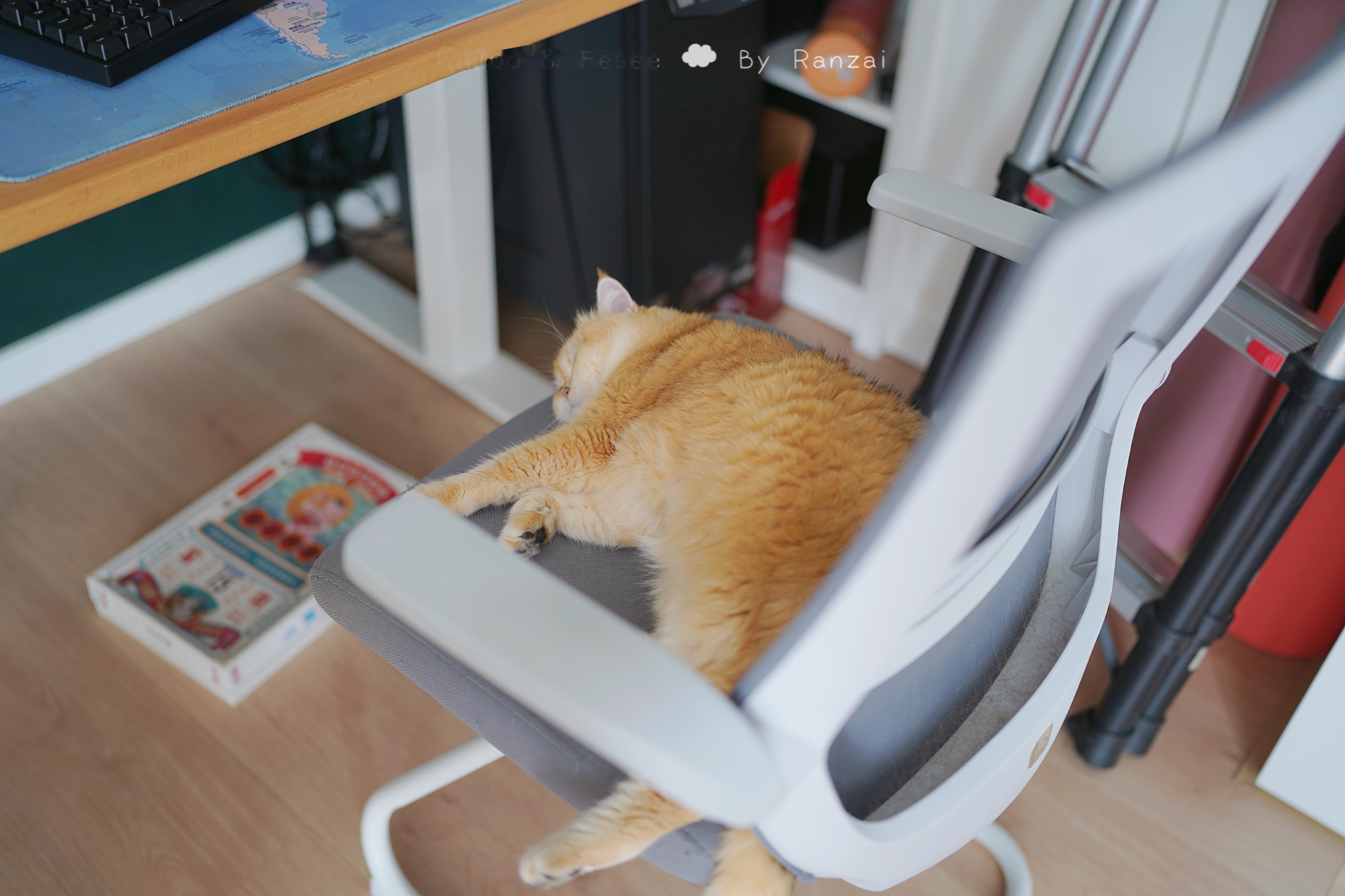 睡着的大懒猪猪！#喵趣横生# ​​​
