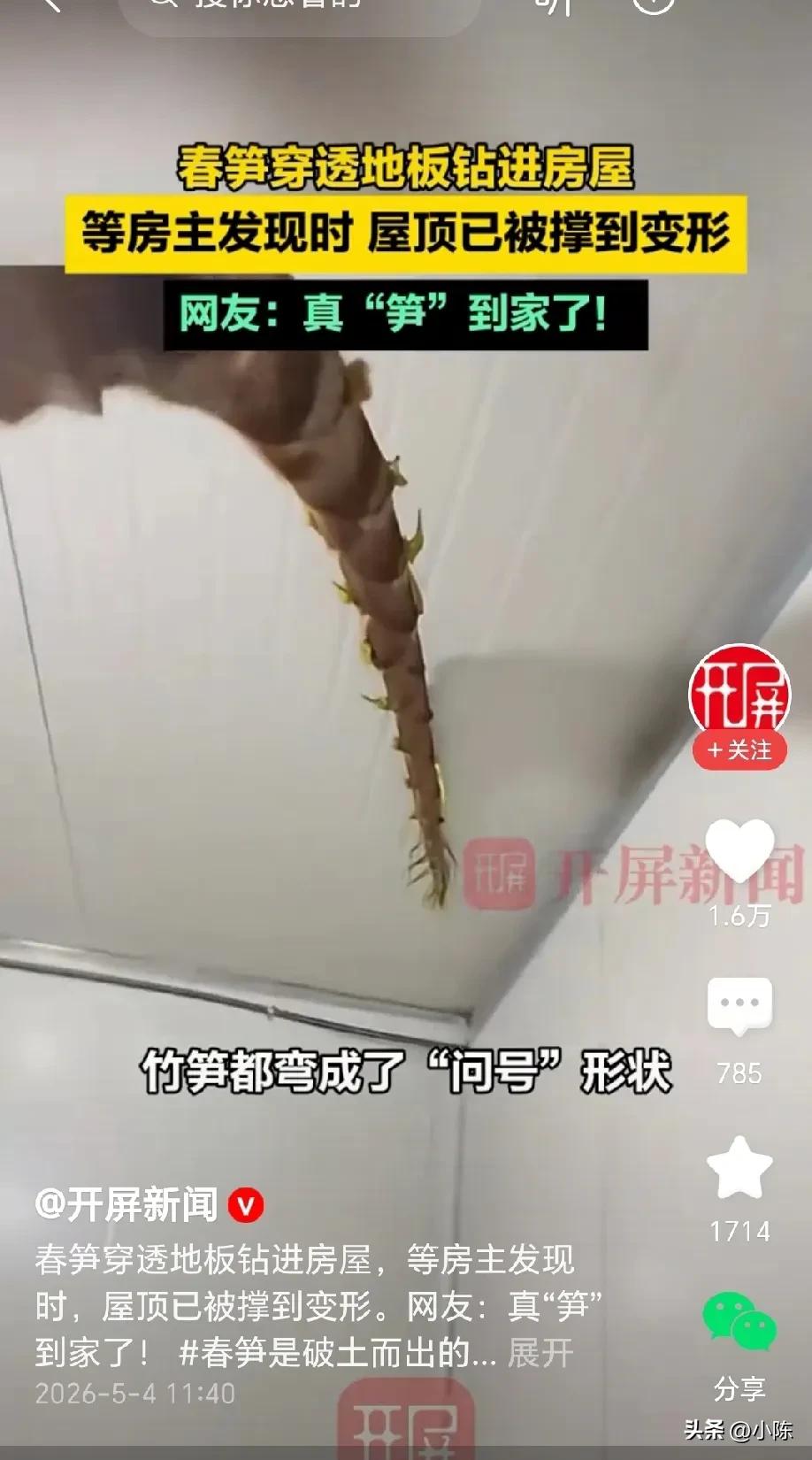 万万没想到！浙江乐清，男子五一回老家，打开门的那一刻惊呆了，一根春笋穿透地板，钻