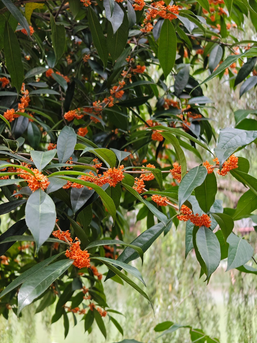又到桂花开的季节了，桂花真香啊，真好闻[拜托] ​​​