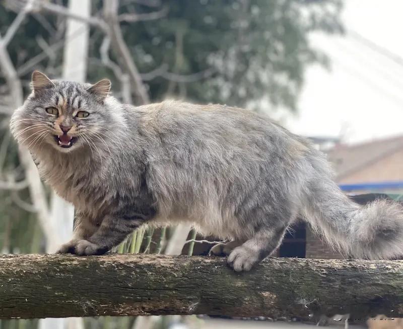 方言里对“傻瓜”的表达那可太有意思啦！东北人会说“彪子”“二虎”，要是有人做事莽
