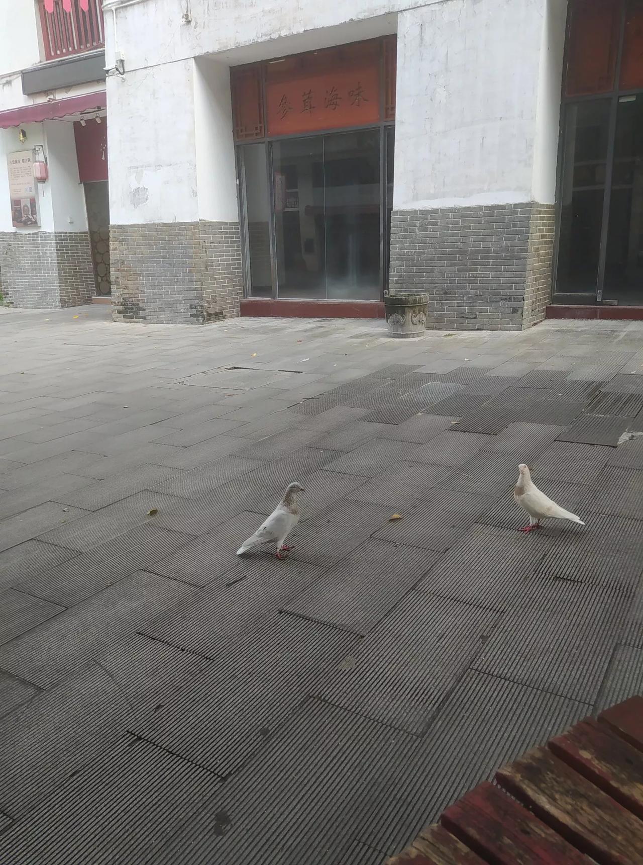 这是文博宫的鸽子，多可爱。我用几块饼干喂他们，它们吃的很开心。
这两个鸽子非常友