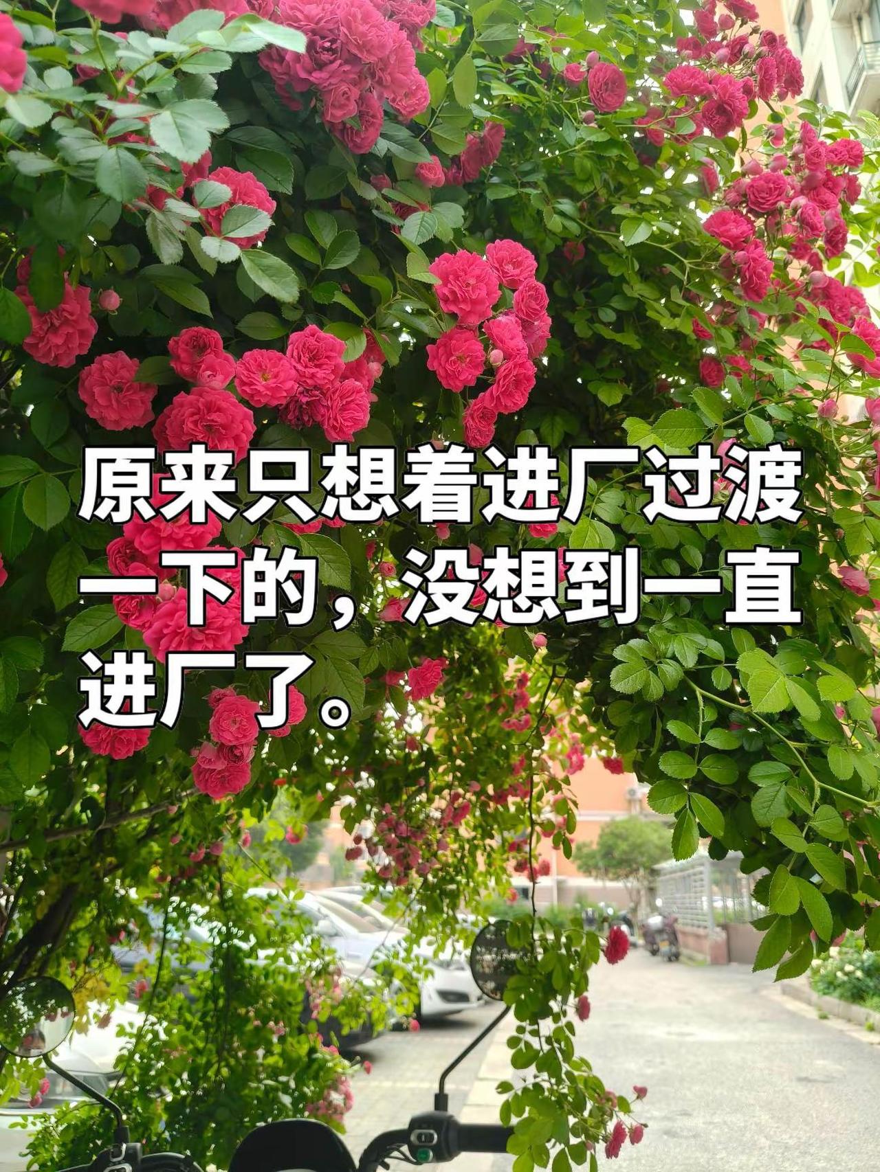 进厂过渡 厂里上班