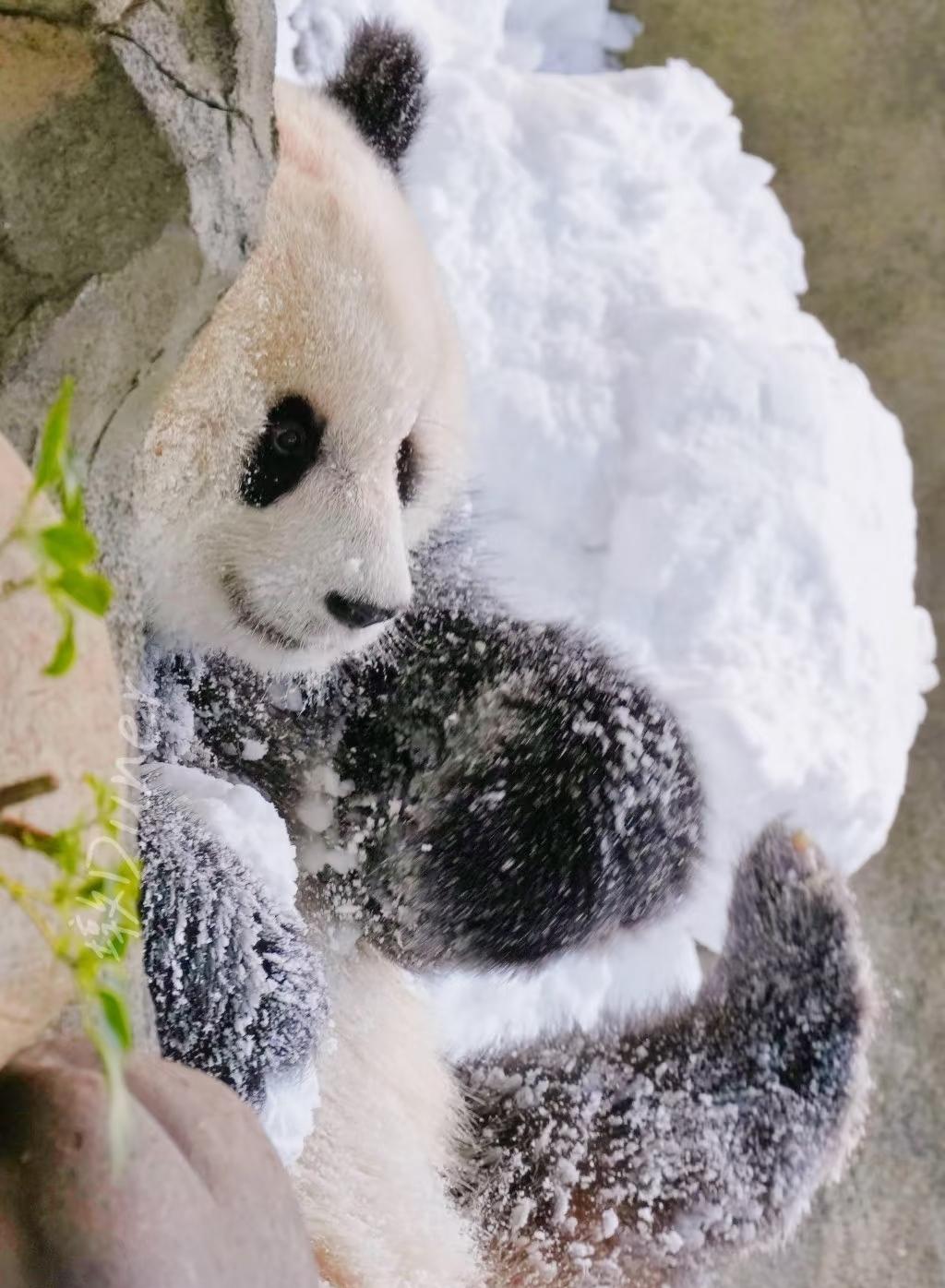 世界上怎么会有这么好看的小熊啊？不管哪一面都好喜欢，它睿智、霸气、善良、可爱、漂