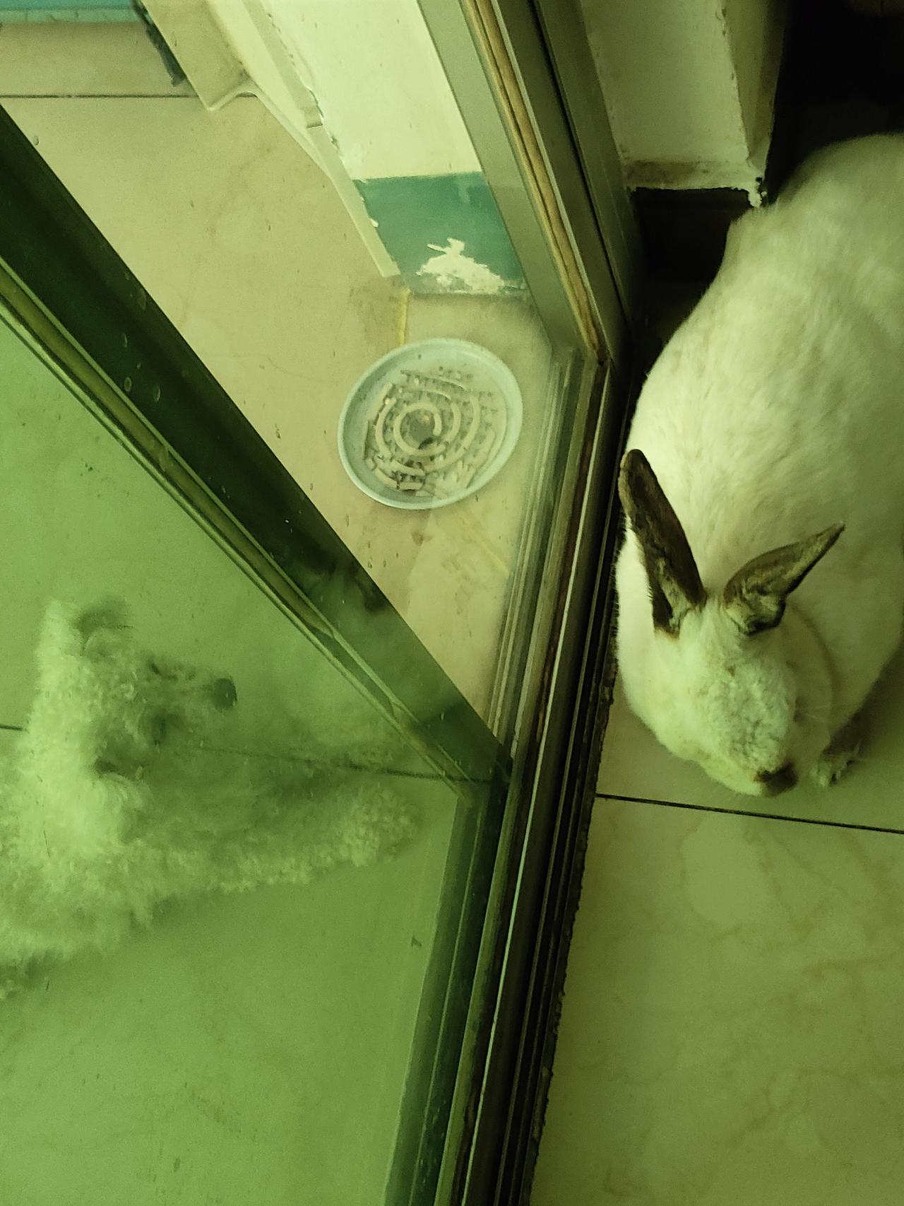 看看你家可爱的小兔子玻璃挡不住彼此的好奇，小兔子慵懒趴在角落，小狗静静守在窗外，