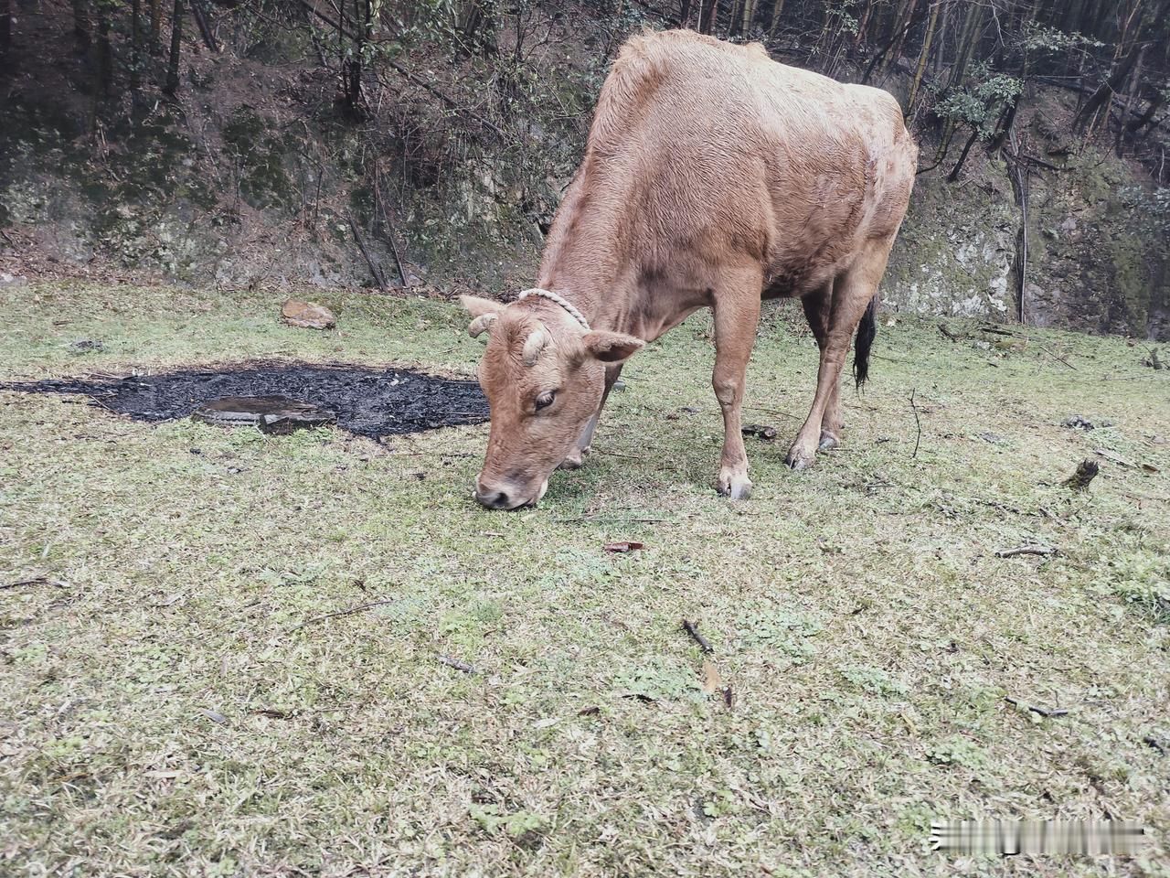 放牧，放一头牛就好啦