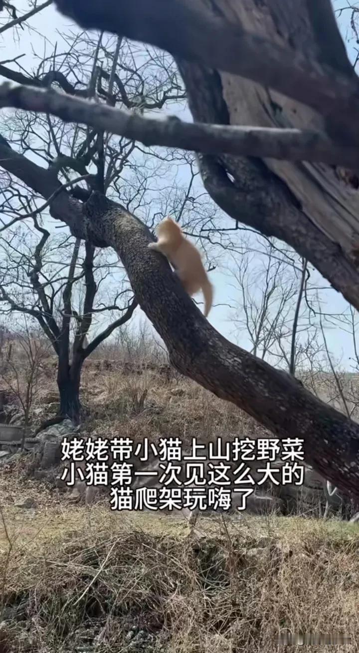 别说猫了 我看到我都想爬