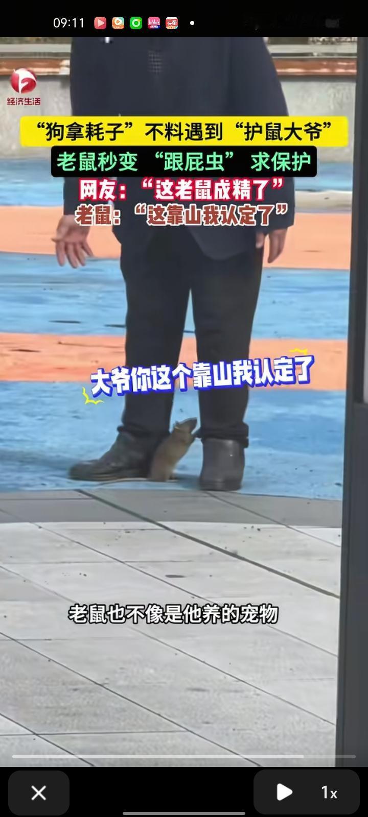 11月13日，湖南怀化。女子发视频表示，有几只狗在追着老鼠跑，从马路边追到广场上