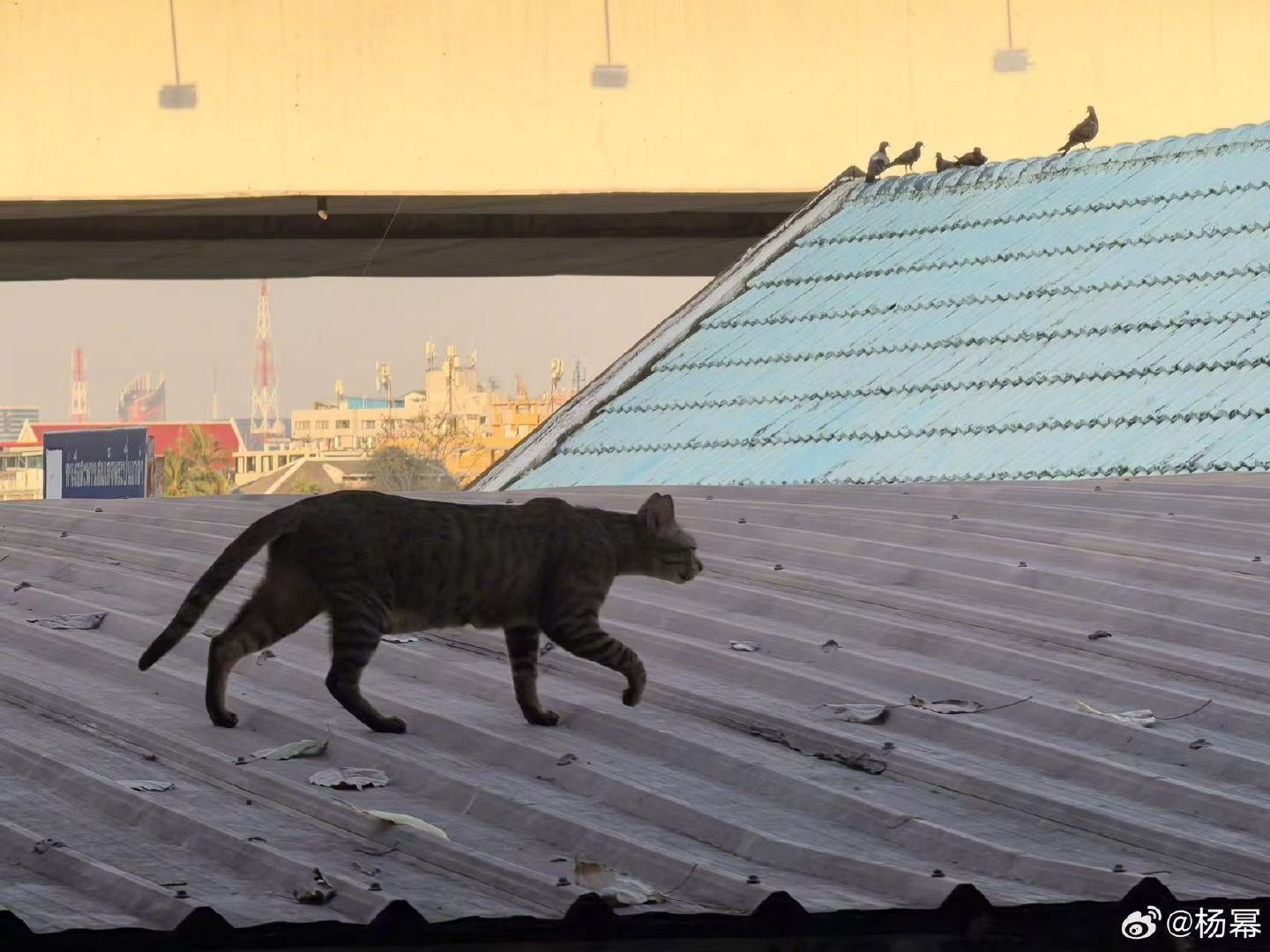 杨幂元宵晒照杨幂元宵愿平安顺遂杨幂元宵晒照啦～愿平安愿顺遂～ 