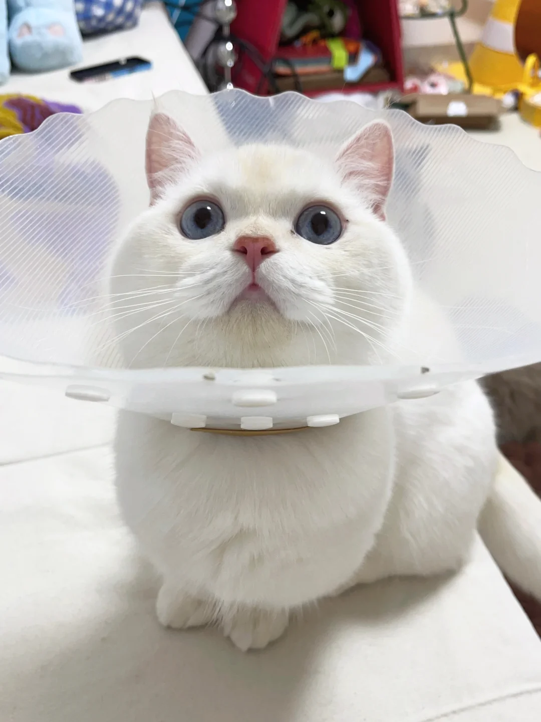 一起来恭喜这位小猫！喜提绝育套餐一份！