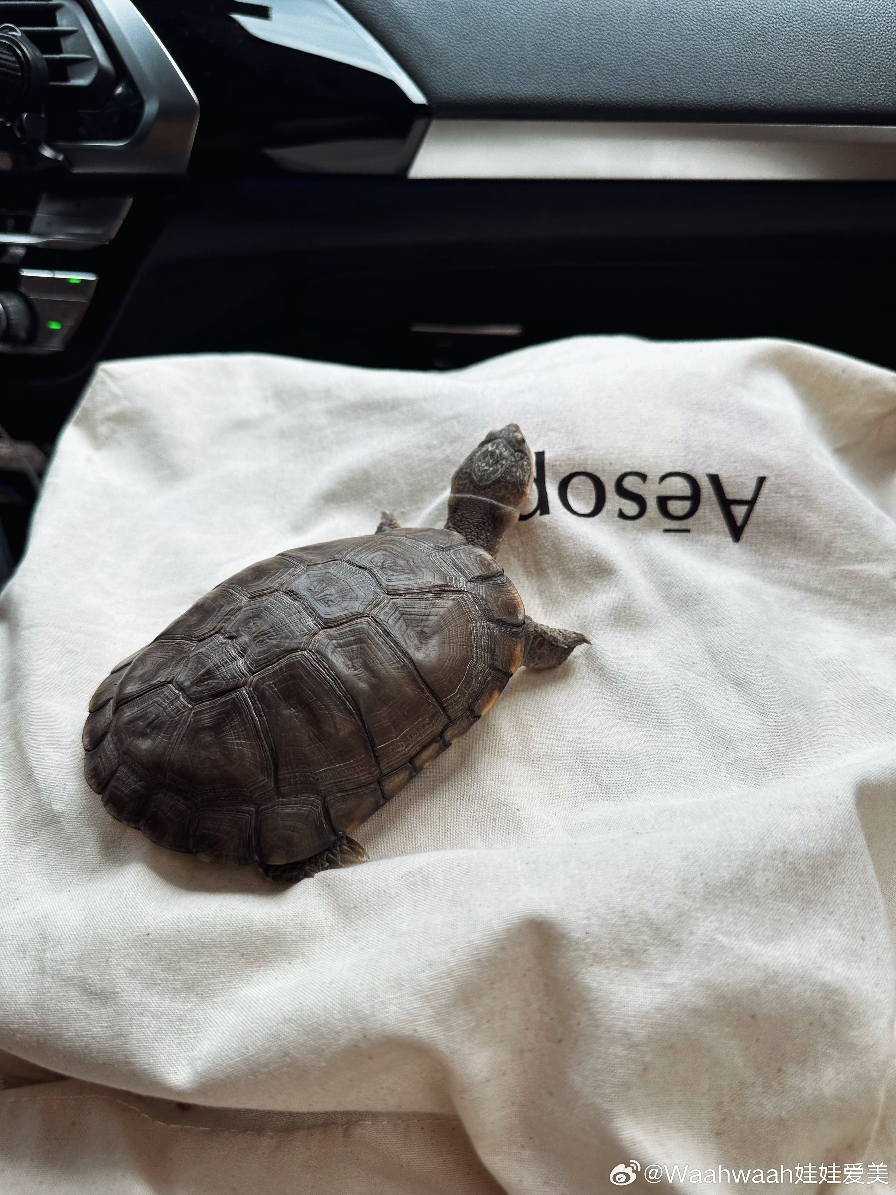 带龟龟出去溜溜它开心的哟🐢 