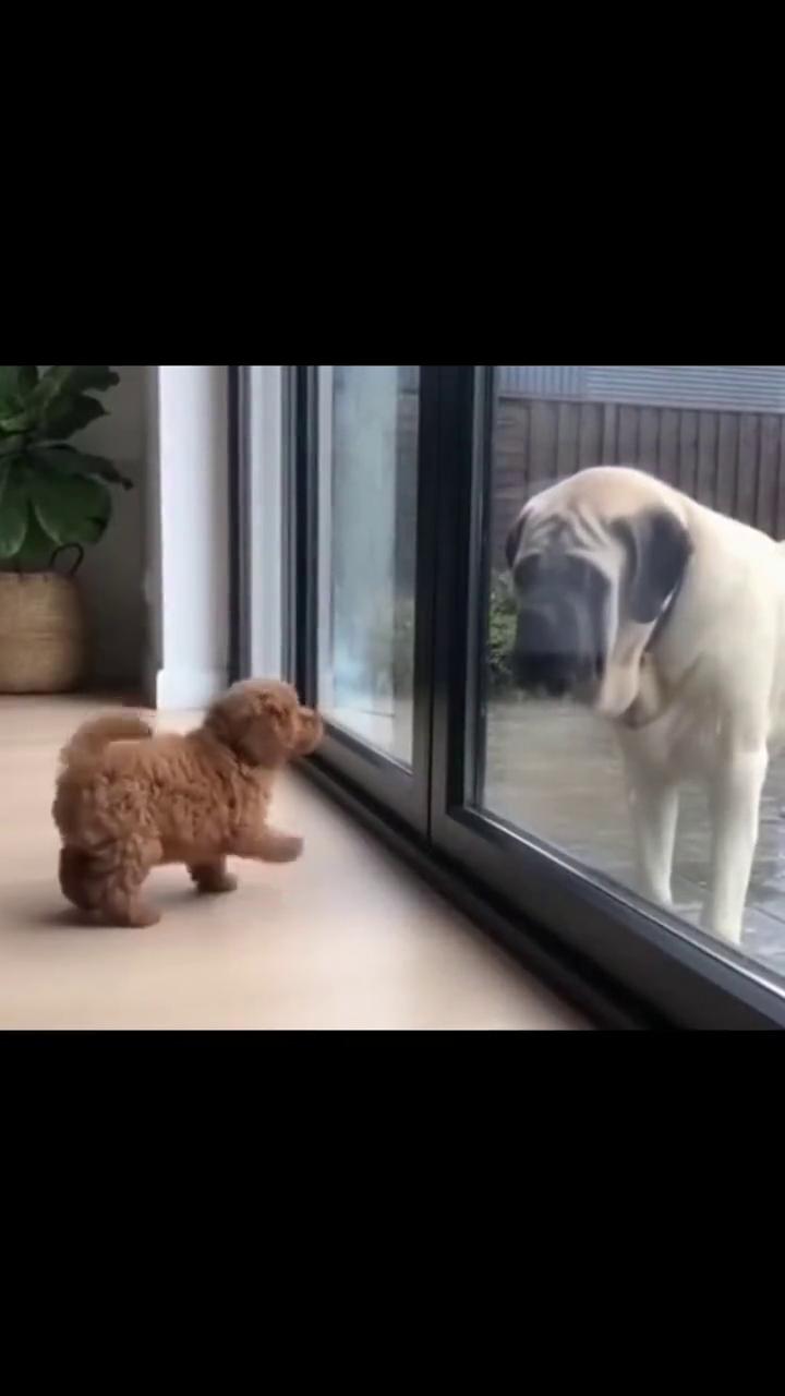 见过怂的狗，没见过这么怂的。