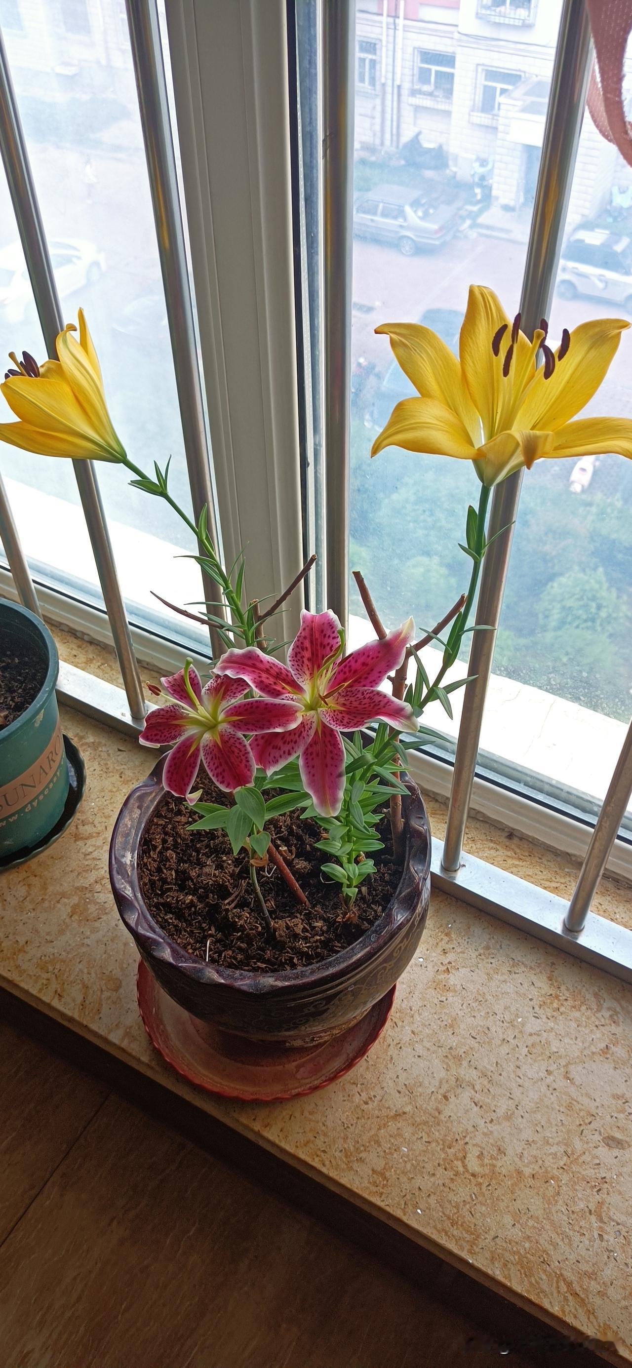 夏日生活打卡季 夏日炎炎，今日入伏，接下来40天可得好好养生。人这一生，健康最重