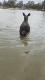 一生横肉，确实不能惹