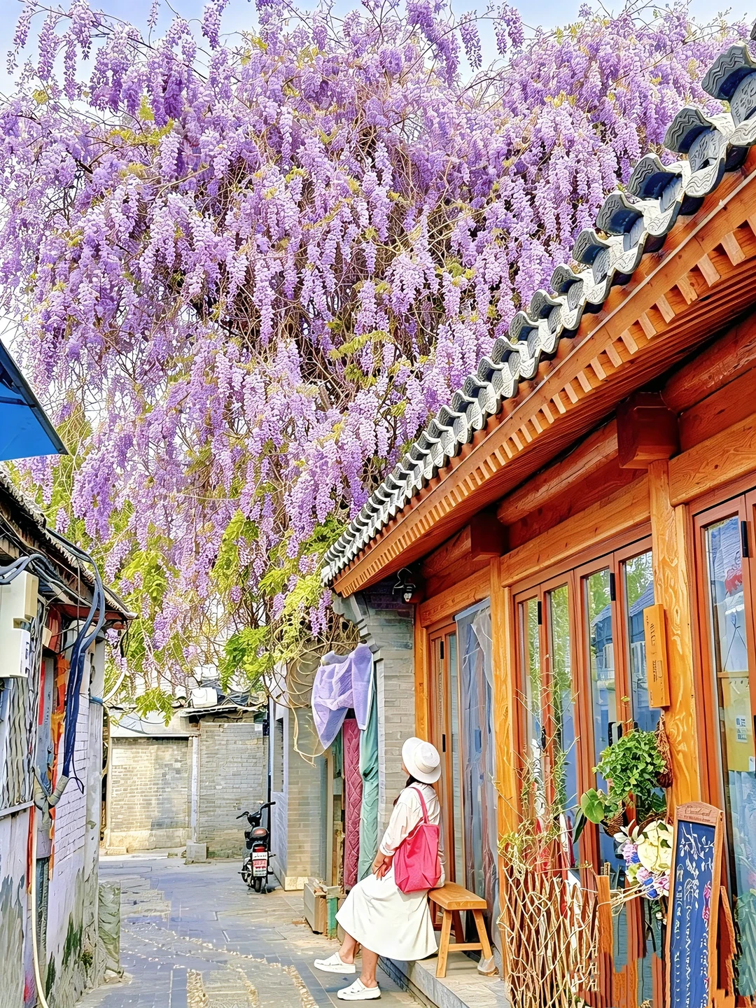 4.24实拍 | 北京胡同里的紫藤花🌸太美了