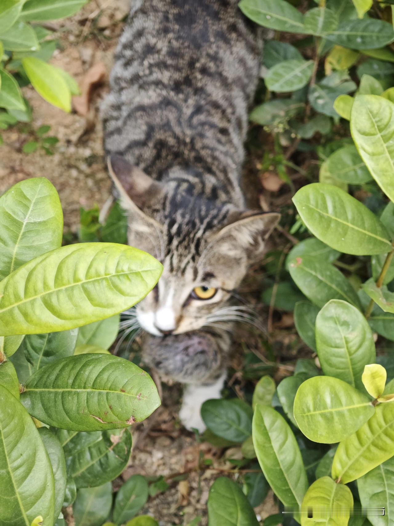 老街猫狗图鉴瞅瞅猫咪在干嘛？家楼下发现的小猫猫[呲牙]