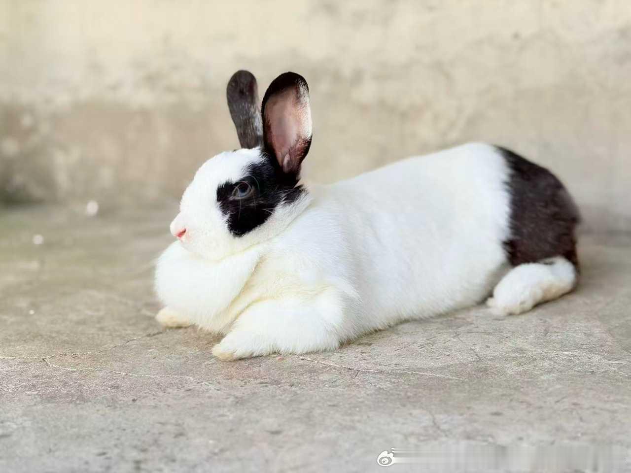 15296🐇【王】之睥睨 ​​​