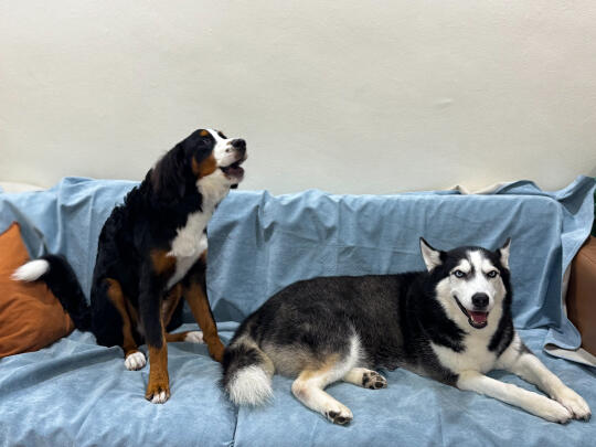 哈师傅：让你模仿 没让你超越啊