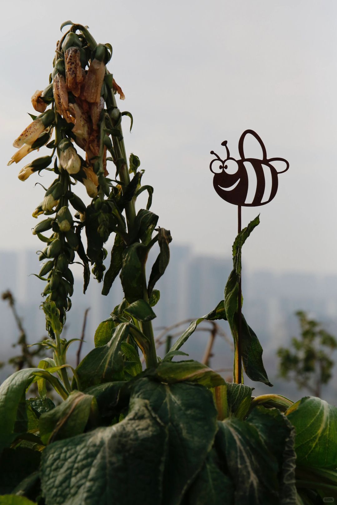 🐝飞过的地方…………