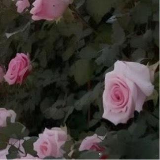 每日一善 人生没有彩排，每天都是精彩的比赛，所以，再苦，也要学会坚持，再累，也要