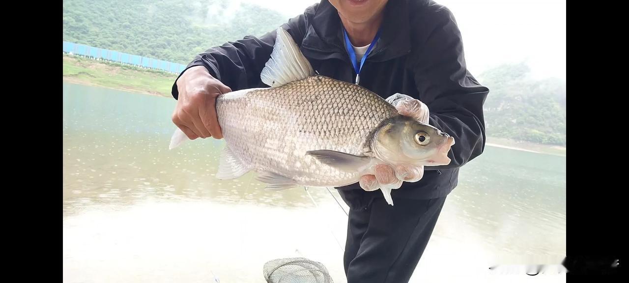 钓鳊鱼，酒糟才是最好的窝料，诱鱼快成本低全水域通用！