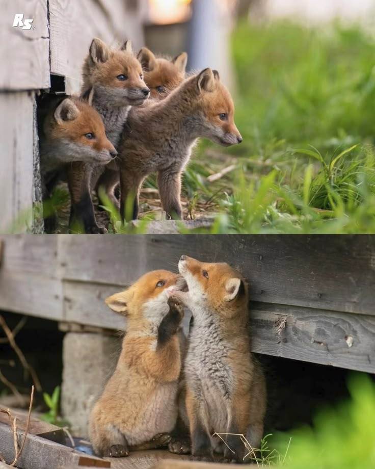 狐狸 via：网页链接