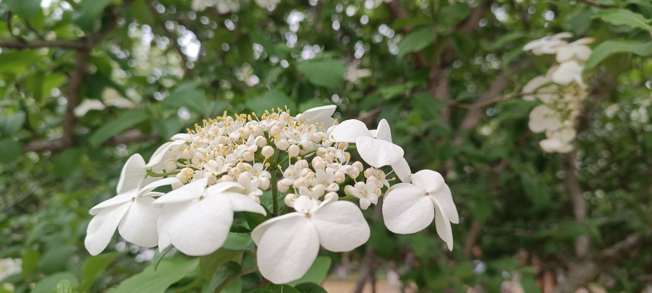 这才是隋炀帝下扬州看的琼花
三十多年前，我在镇江读书，一个烟花三月的季节，应扬州