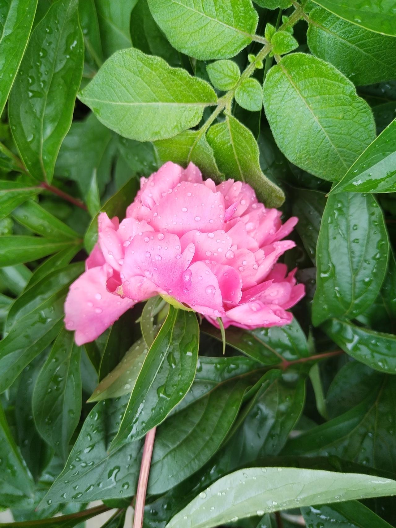 【趣联联趣】
上联：？
下联：芍药，相伴牡丹开
【一字千金】
《芍药》
🦋院栖