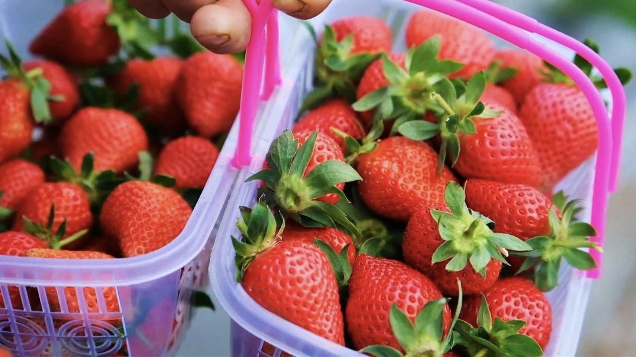 最新鲜的草莓🍓